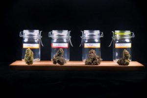 Jars of Cannabis Strains showcased in glass to show off their color and textures.