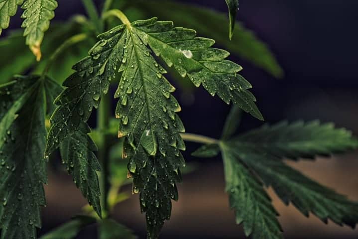 Cannabis leaf with water droplets. Detail of Marijuana (cannabis sativa) plant leaves with water drops.