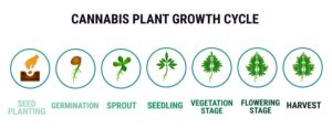 cannabis growth cycle