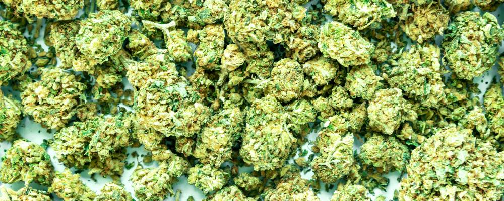 Mylar Barrier Bags: The Size Guide for Cannabis Products